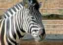 動物図鑑・チャップマンシマウマの写真 4
